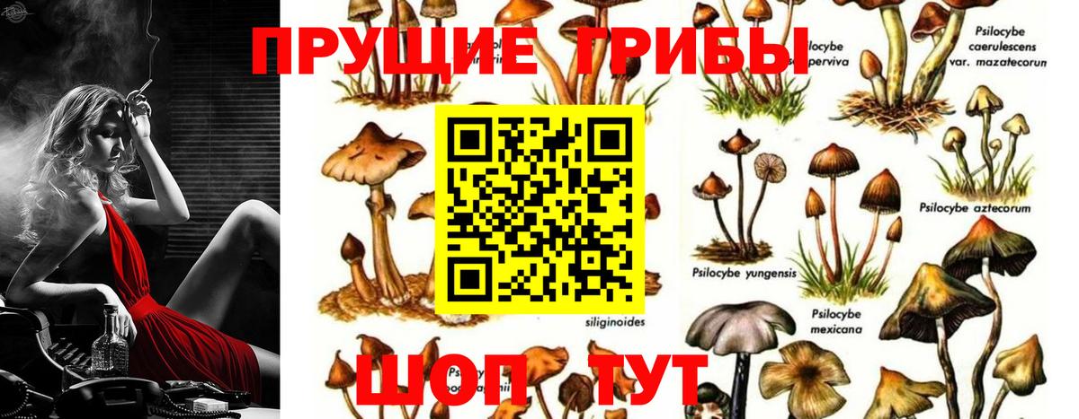 дарнет шоп  Псилоцибиновые грибы Cubensis  Вход с VPN  Горно-Алтайск 